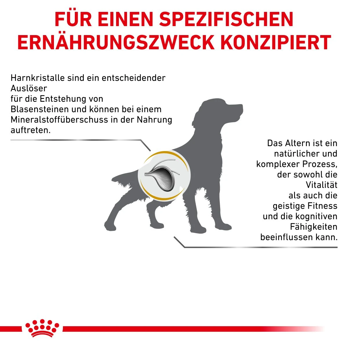 Royal Canin Urinary S/O AGEING 7+ Hundefutter 1,5 Kg Trockenfutter Für Hunde 10 Royal Canin Urinary S/O AGEING 7+ Hundefutter 1,5 Kg Trockenfutter Für Hunde – Bild 8