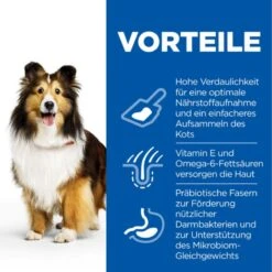Hills Science Plan Canine Adult Sensitive Stomach & Skin Mit Huhn Trockenfutter 14 Kg Trockenfutter -Haustier Lieferungen Geschäft 51gEYtZGHHXc 52742026091 3