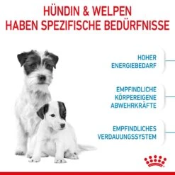 Royal Canin Mini Starter Trockenfutter 4 Kg Trockenfutter 15 Royal Canin Mini Starter Trockenfutter 4 Kg Trockenfutter -Haustier Lieferungen Geschäft J5B1QFGTXM6M 3182550932707 2504 3