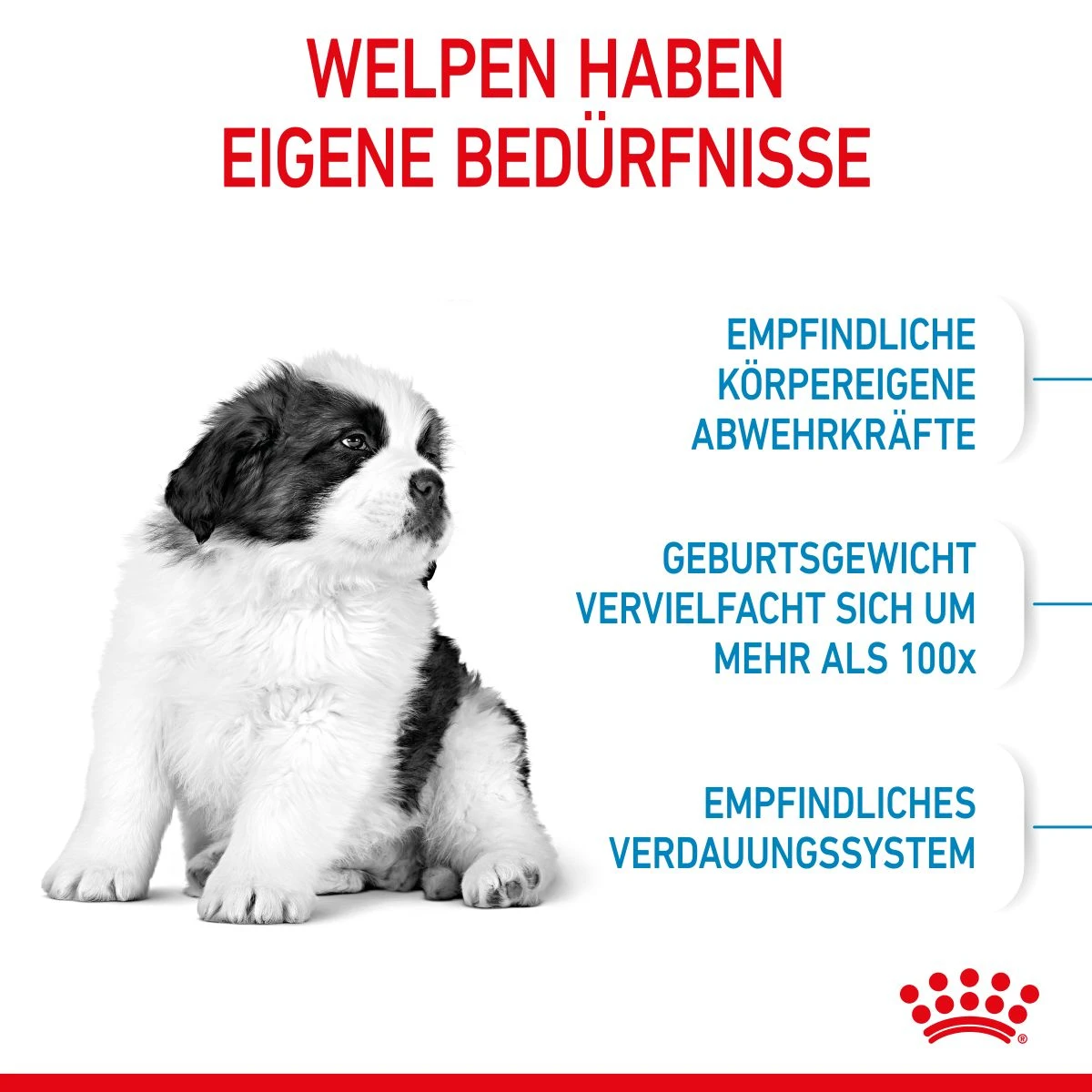 Royal Canin Gigant Puppy Trockenfutter Für Welpen Sehr Großer Rassen 3,5 Kg Trockenfutter Für Hunde (neues Design) 5 Royal Canin Gigant Puppy Trockenfutter Für Welpen Sehr Großer Rassen 3,5 Kg Trockenfutter Für Hunde (neues Design) – Bild 3